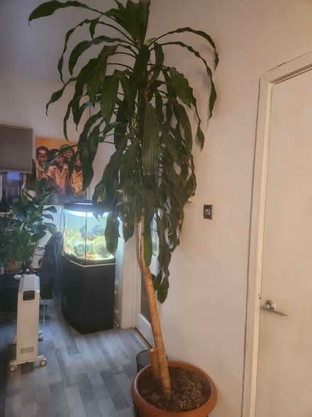 Photo of free Plant (E8) #3