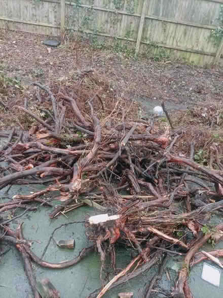 Photo of free wood & twigs for fire (Boscombe BH1) #1
