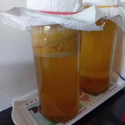 Photo of free Kombucha scooby (New York NE29) #2