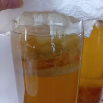 Photo of free Kombucha scooby (New York NE29) #1