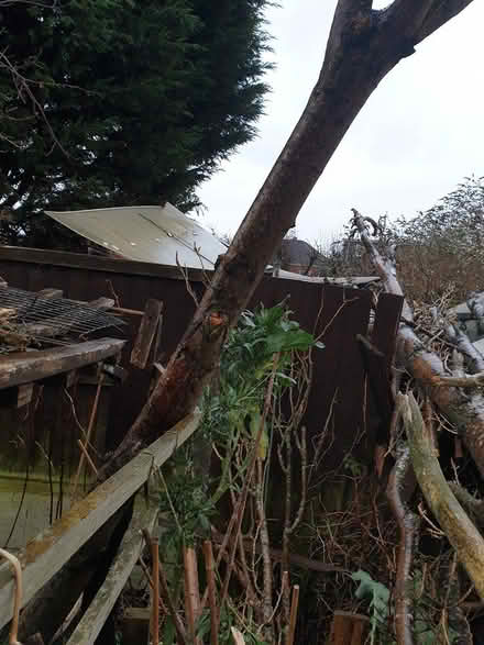 Photo of free logs (Alvaston, Derby) #1