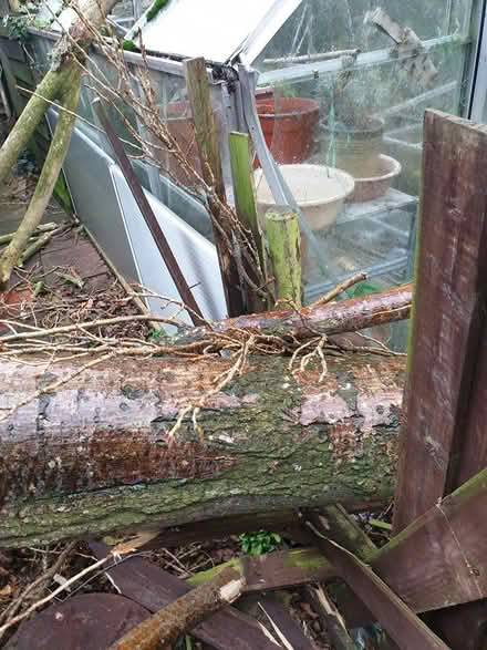 Photo of free logs (Alvaston, Derby) #2