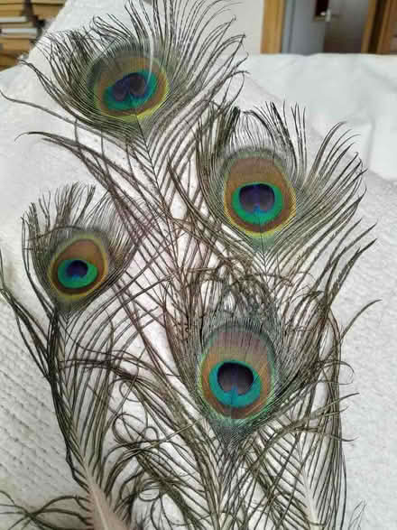 Photo of free Peacock feathers (Stilton) #1