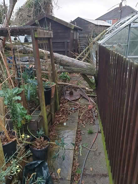 Photo of free logs (Alvaston, Derby) #3