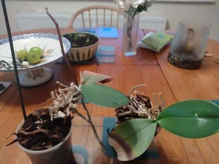 Photo of free 2 orchids (Melbourn Royston) #1