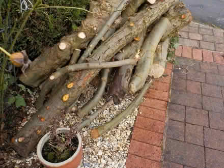 Photo of free Firewood (appleby parva) #3