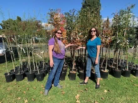 Photo of free 5-Gallon Trees (Fontana) (Lewis Library, Fontana, CA) #3