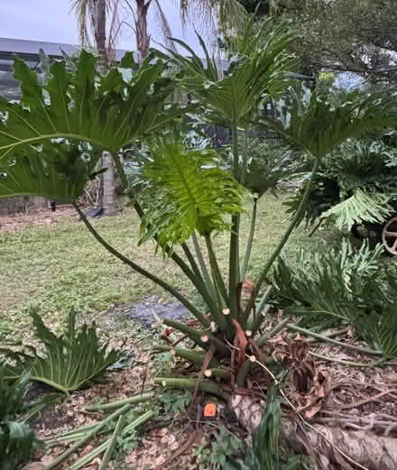 Photo of free Giant Split Leaf Philodendrn stalks (Altamonte Maitland) #1