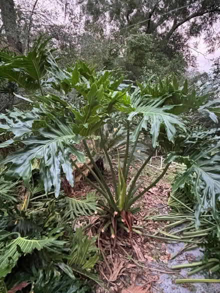 Photo of free Giant Split Leaf Philodendrn stalks (Altamonte Maitland) #2