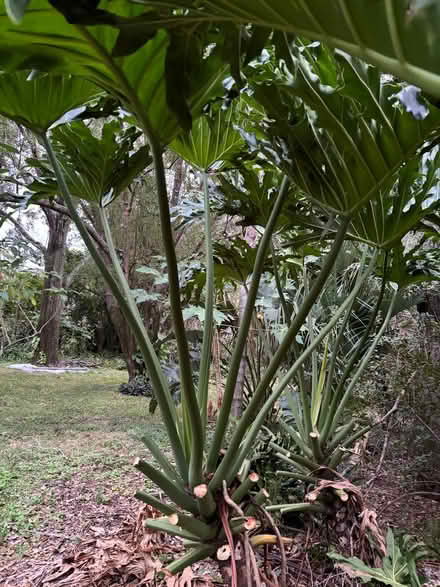 Photo of free Giant Split Leaf Philodendrn stalks (Altamonte Maitland) #3
