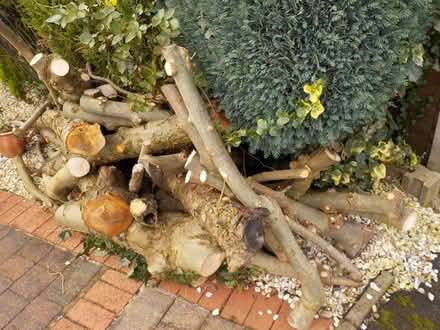 Photo of free Firewood (appleby parva) #2