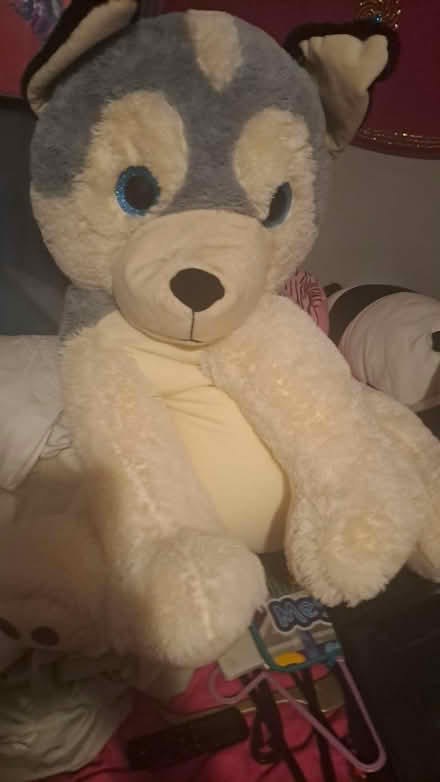 Photo of free Husky teddy (Nether Edge S7) #1
