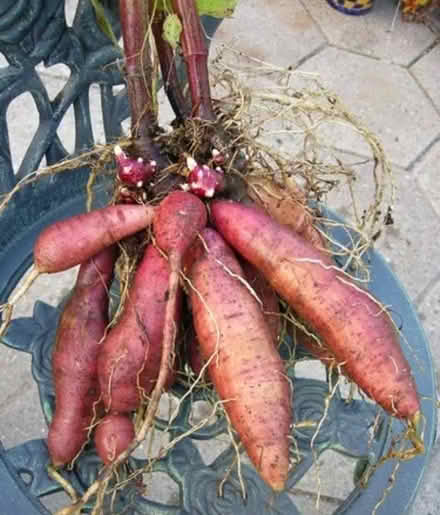 Photo of free Yacon rhizomes (Surlingham NR14) #1