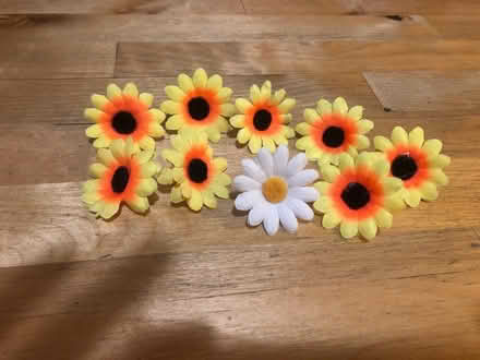 Photo of free Decorative daisies (Northern Manhattan (Inwood)) #1