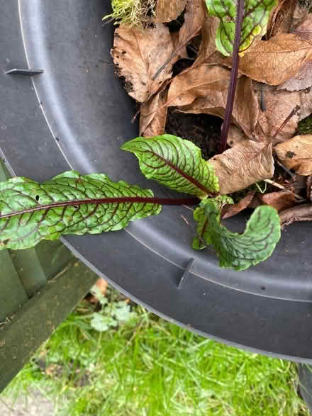 Photo of free Purple veined sorrel (Surlingham NR14) #1