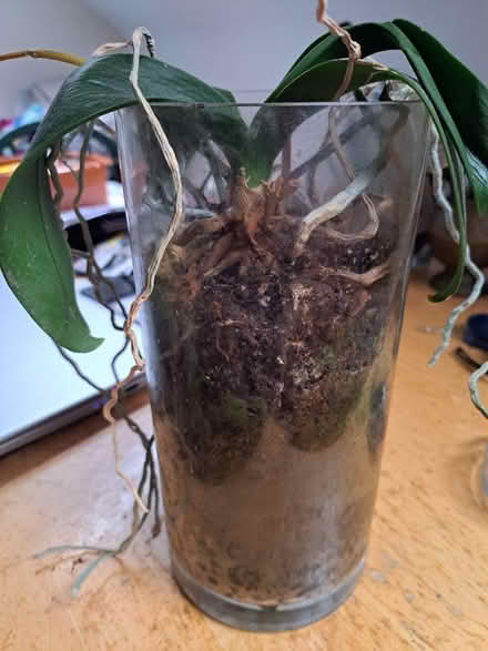 Photo of free Orchid (Cowley OX4) #1