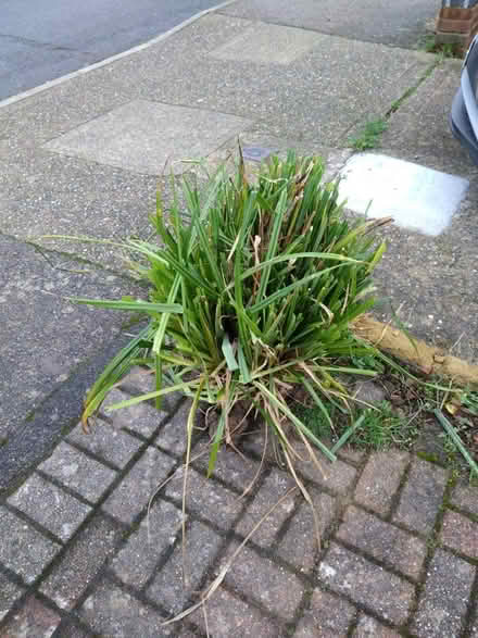 Photo of free Grass Plant (CT2) #1