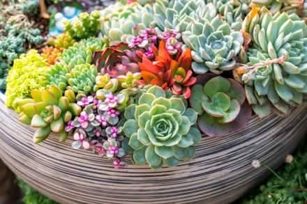 Photo of Succulent plants (Liverpool L17) #1