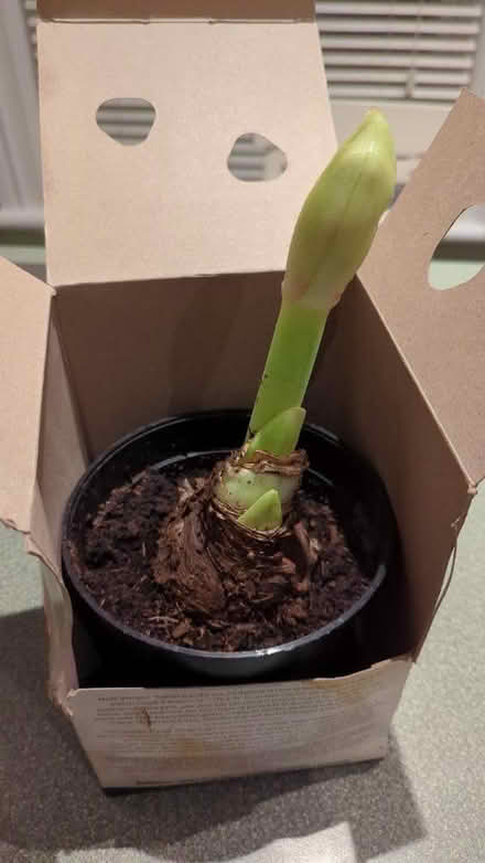 Photo of free New plant needs a home (James & Kent) #1