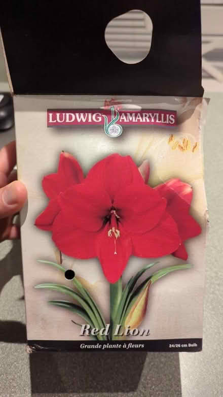 Photo of free New plant needs a home (James & Kent) #2