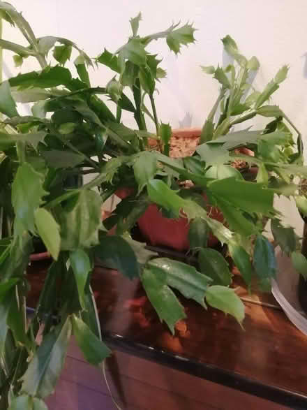 Photo of free Houseplants. (Park Road EH22) #1