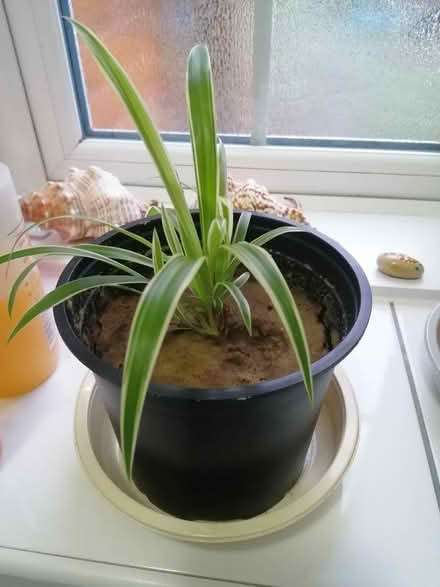Photo of free Houseplants. (Park Road EH22) #2