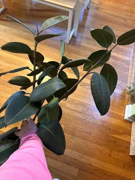 Photo of free rubber plant clippings! 🪴 (Toms River) #1