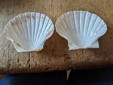 Photo of free 2 scallop shells. Fish tank/craft (Chapmanslade BA13) #2
