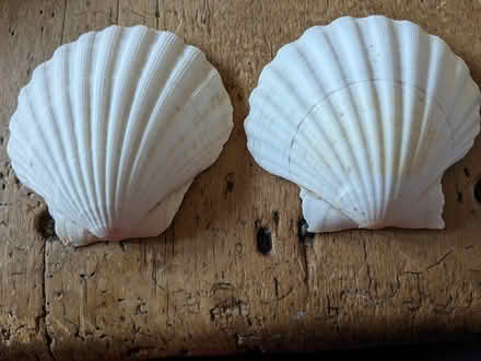 Photo of free 2 scallop shells. Fish tank/craft (Chapmanslade BA13) #1