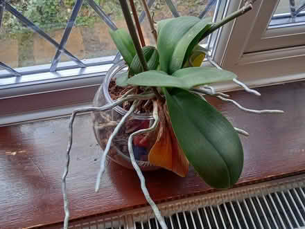 Photo of free Orchid (HP13 Terriers near RGS) #1