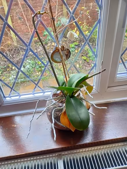 Photo of free Orchid (HP13 Terriers near RGS) #2