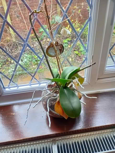 Photo of free Orchid (HP13 Terriers near RGS) #2