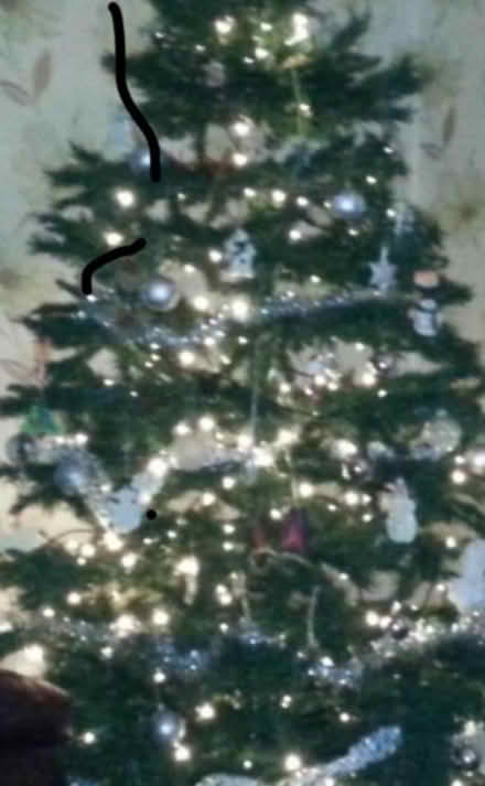 Photo of free Christmas tree (Appleton WA4) #1