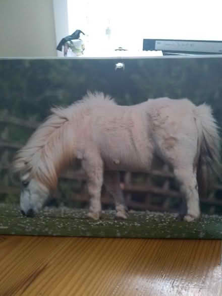 Photo of free 2023 Mare and Foal Sanctuary calendar (Enfield EN2) #1