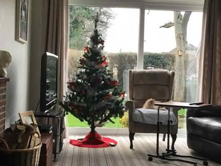 Photo of free Christmas Tree (East Grinstead RH19) #1