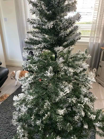Photo of free Christmas tree (S6) #1