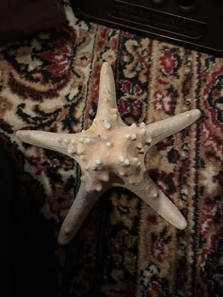 Photo of free Starfish (Christchurch park area) #1