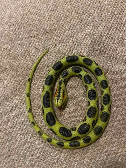 Photo of free Rubber snake (Bloor West Village) #1
