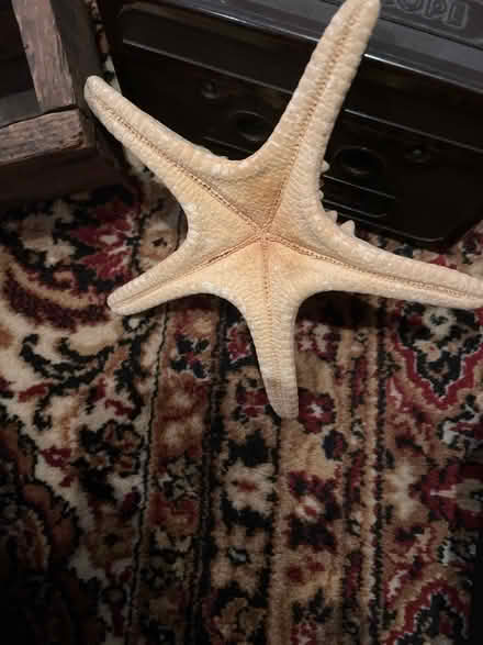 Photo of free Starfish (Christchurch park area) #2