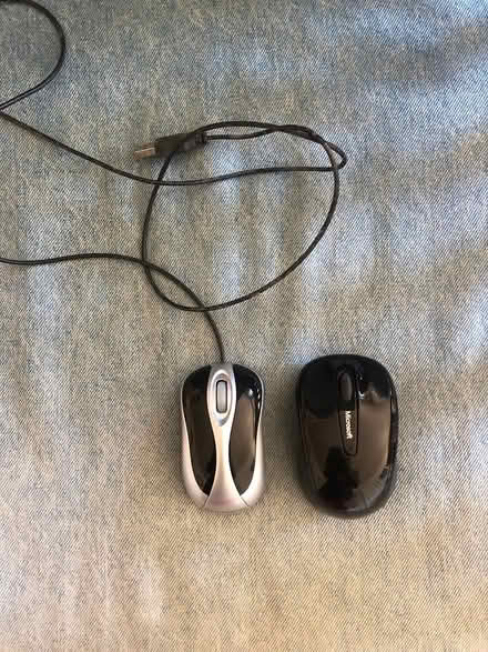 Photo of free Small mice (North Oakland/Bushrod) #2