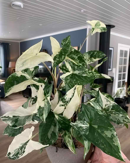 Photo of Syngonium Albo cutting (Toronto) #1
