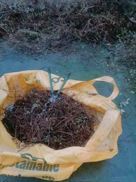 Photo of free wood & twigs for fire (Boscombe BH1) #3