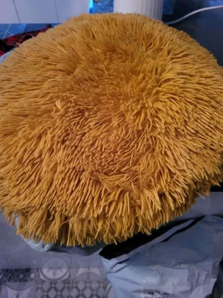 Photo of free Cushion (Upton CH2) #1