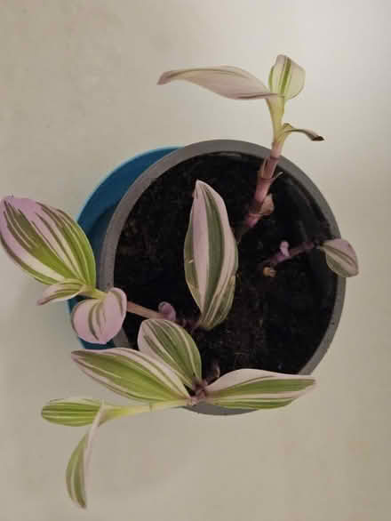 Photo of free House plant - Tradescantia albiflora (CT10) #1