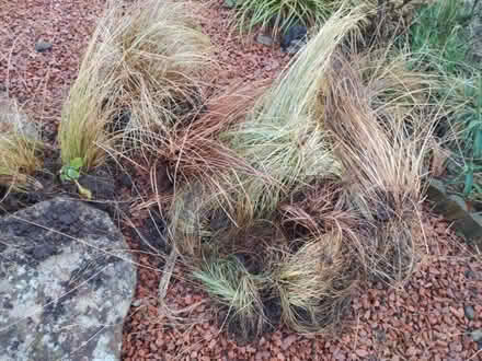 Photo of free Grasses (Penrith CA11) #1