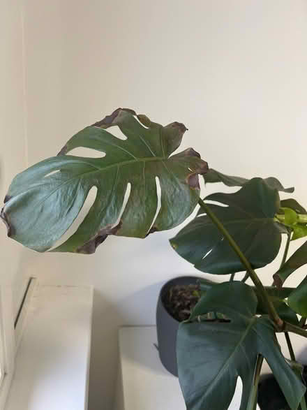 Photo of free Monstera Plant (Cheadle SK8) #3