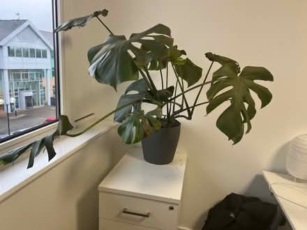 Photo of free Monstera Plant (Cheadle SK8) #1