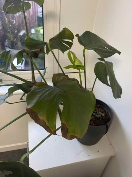 Photo of free Monstera Plant (Cheadle SK8) #2