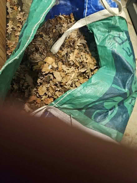 Photo of free oak leaves to make mulch. take as much ad you like. (South Norwood SE25) #1