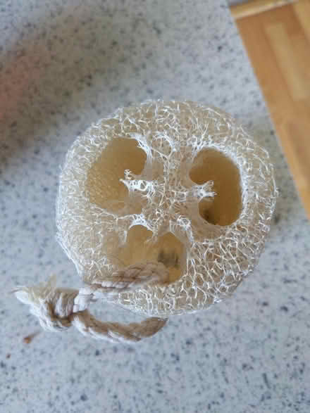 Photo of free Loofa (Silver Spring) #2